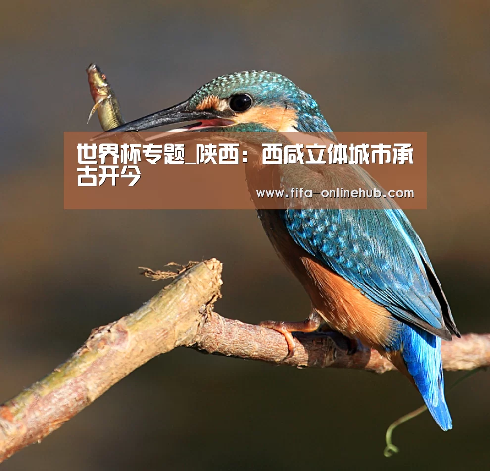 比赛集锦